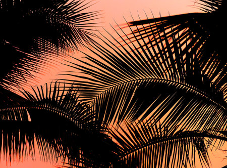 Silhouette of palm tree with sunset skyの写真素材