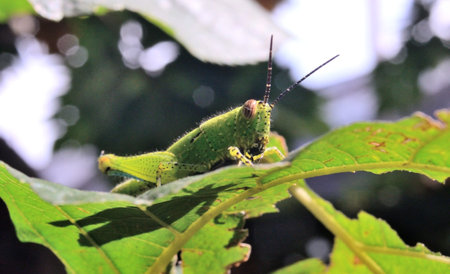 Close up shot of grasshopper on green leafの写真素材