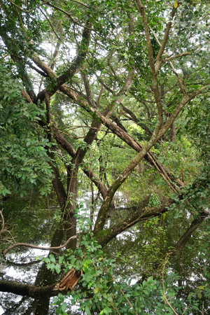 Forest and flooding, Nature disasterの写真素材