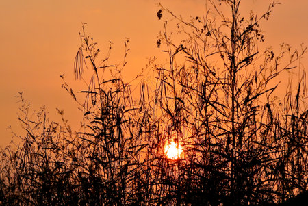 Plant silhouette with sunset in sky background, Nature backgroundの写真素材
