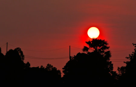 Sunset sky with tree silhouette, Nature backgroundの写真素材