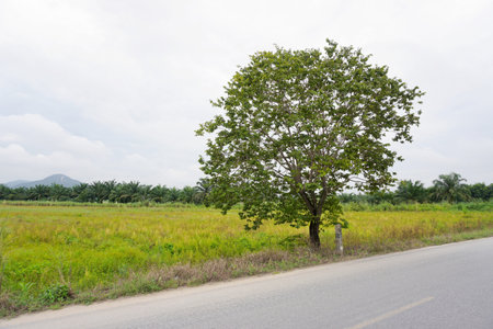 Tree beside road with plant field backgroundの写真素材