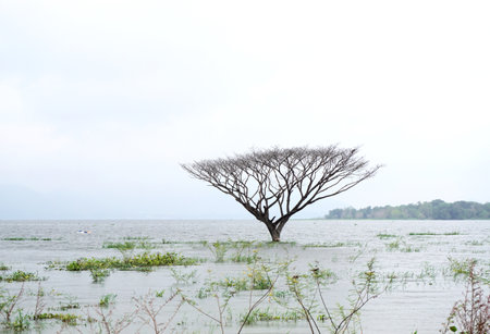 Tree in flood water, Nature disasterの写真素材