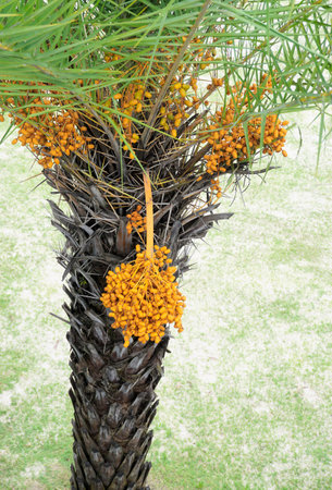 Palm dates fruit blossom, Agricultureの写真素材
