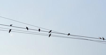 Bird silhouette on wire with blue sky backgroundの写真素材