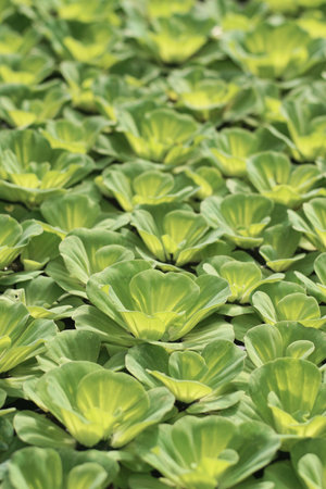 Water lettuce growth closeup backgroundの写真素材