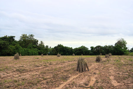 Prepare land for plantation cassava tree at farmの写真素材