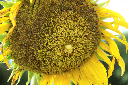 Goldenrod crab spider or Thomisus Onustus at yellow sunflowerの写真素材