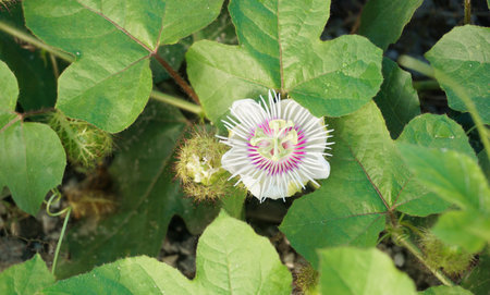 Passion fruit flower blossom close up shotの写真素材