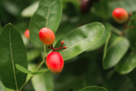 Karanda fruit blossom on treeの写真素材
