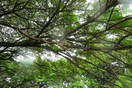 Tree canopy, Nature pattern backgroundの写真素材