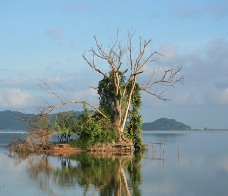 Dried tree with green plant on island with lake backgroundの写真素材