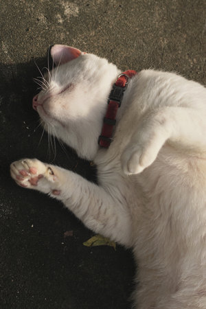 Cat lay down and relaxの写真素材