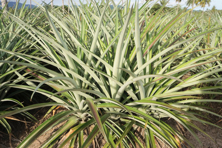 Pineapple plant in farm, Agriculture backgroundの写真素材
