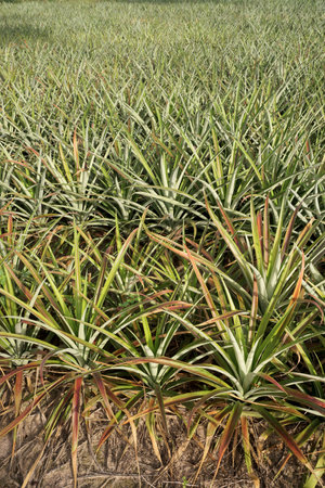 Pineapple plant in farm, Agriculture backgroundの写真素材