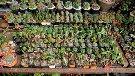 Group of cactus pot in garden, Houseplant backgroundの写真素材