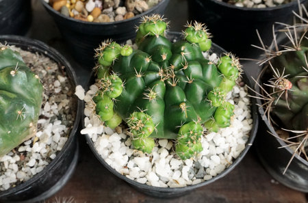 Group of cactus pot in garden, Houseplant backgroundの写真素材