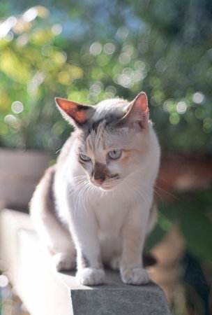 Portrait cat with garden backgroundの写真素材