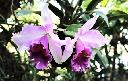 Purple orchid blossom at garden, Close up shotの写真素材