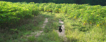 Dog sit and wait at country road in Cassava farm, Outdoor backgroundの写真素材