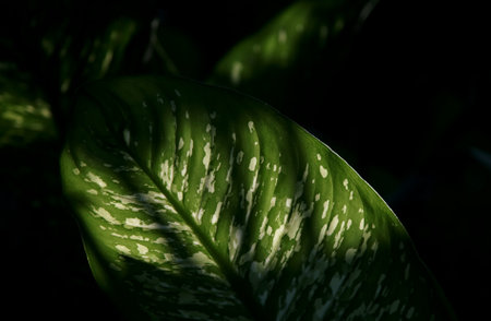 Leaf and back lit, Abstract nature backgroundの写真素材