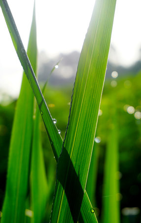 Fresh nature background, Green grass and drops with morning skyの写真素材