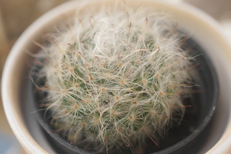 Close up shot of cactus, Mammillaria Bocasana
