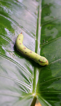 Cobra Caterpillar on green leaf, Close up shotの写真素材