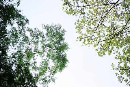 Tree canopy with sky, Nature background