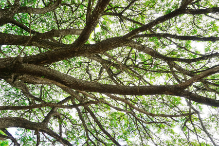 Tree canopy with sky, Nature backgroundの写真素材