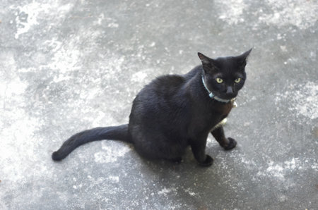Portrait of black cat sit on concrete floor, Animal themeの写真素材