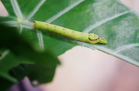 Cobra Caterpillar on green leaf, Close up shotの写真素材