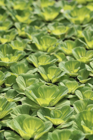 Water lettuce growth closeup backgroundの写真素材