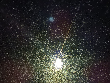 Shadfly or Mayfly flying to light at nightの写真素材