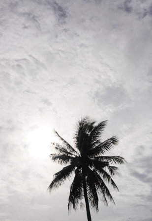 Coconut tree silhouette with sun and clouds in sky backgroundの写真素材