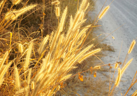Dried flower grass in winter season at road side, Nature backgroundの写真素材