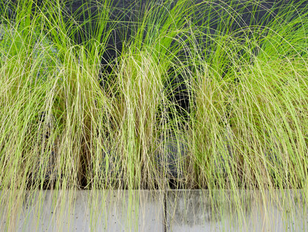 Green grass in pot for decorate buildingの写真素材