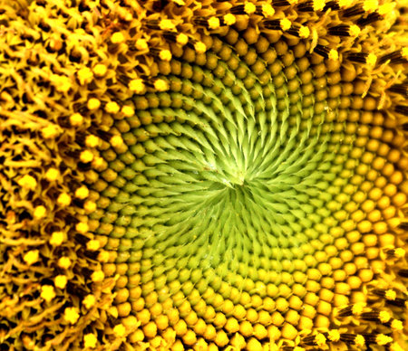 Close up shot of sunflower pollenの写真素材