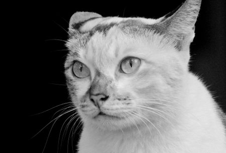 Cat portrait with black and white style, Pet photographyの写真素材