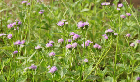 Blooming flower grass close up shotの写真素材