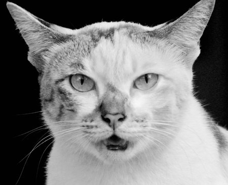 Cat meows, Pet portrait in black and white styleの写真素材