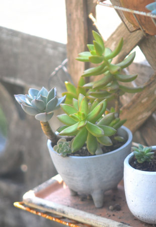 Close up of succulents plant, High angle viewの写真素材