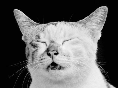 Cat meows, Pet portrait in black and white styleの写真素材