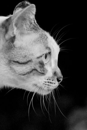 Cat face close up, Pet portrait in black and white styleの写真素材