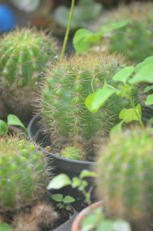 Group of Echinopsis calochlora, House plant growthの写真素材