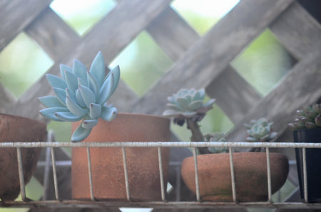 House plant in earthenware on shelf, Little gardenの写真素材