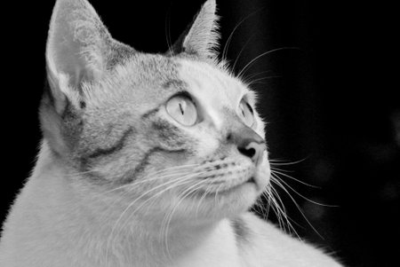 Cat looking up portrait with black and white style, Pet photographyの写真素材