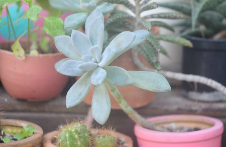 Succlulent in flower pot, Little gardenの写真素材