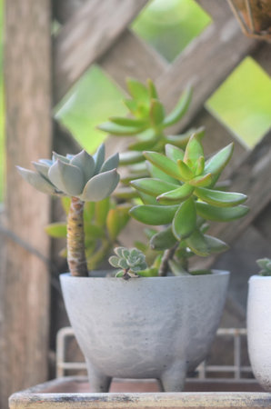 Close up of succulents plant, High angle viewの写真素材