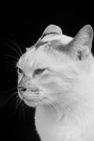 Cat portrait with black and white style, Pet photographyの写真素材